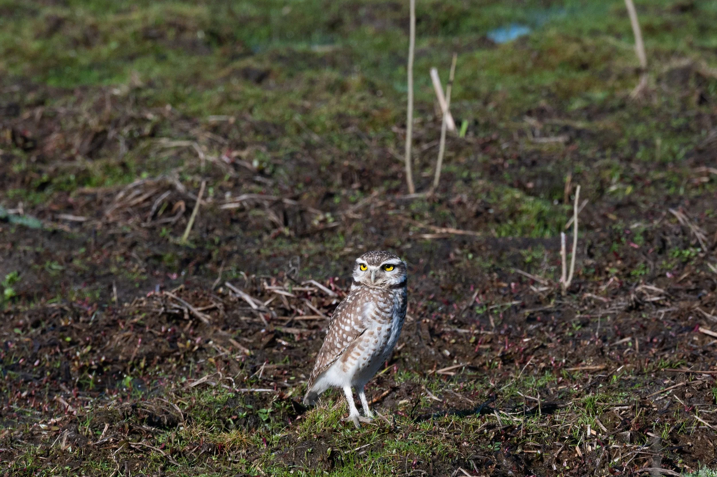 Una lechucita vizcachera (Athene cunicularia) en la Reserva Natural Laguna de San Vicente, domingo 9 de agosto del 2026.