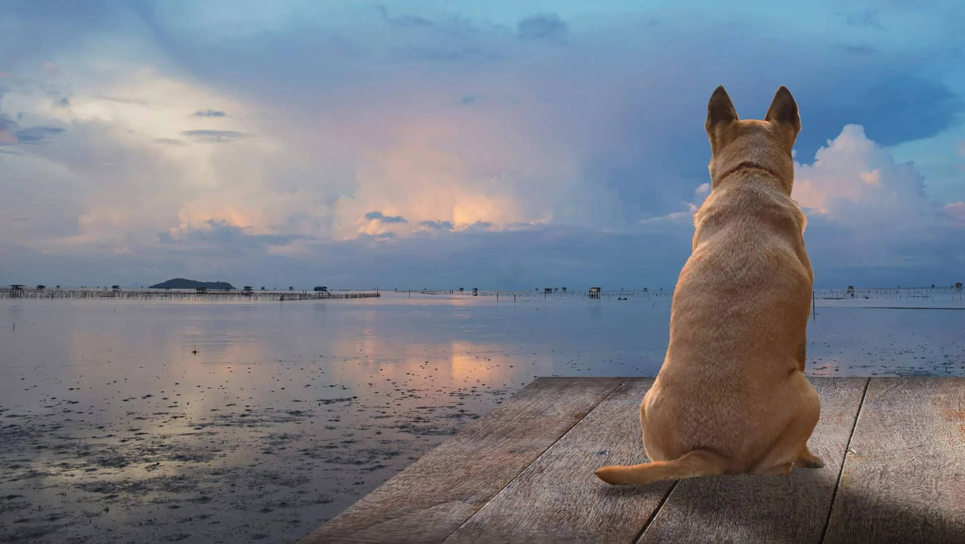 A dog sitting calmly on a wooden dock, gazing thoughtfully into the distance over a peaceful lake, evoking feelings of reflection, peace, and the passage of time.