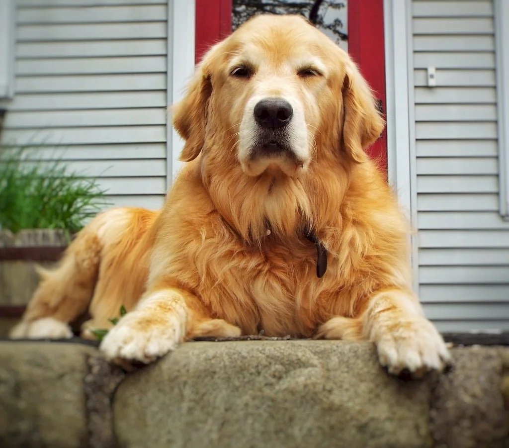 Golden retriever receiving compassionate end-of-life consultation support