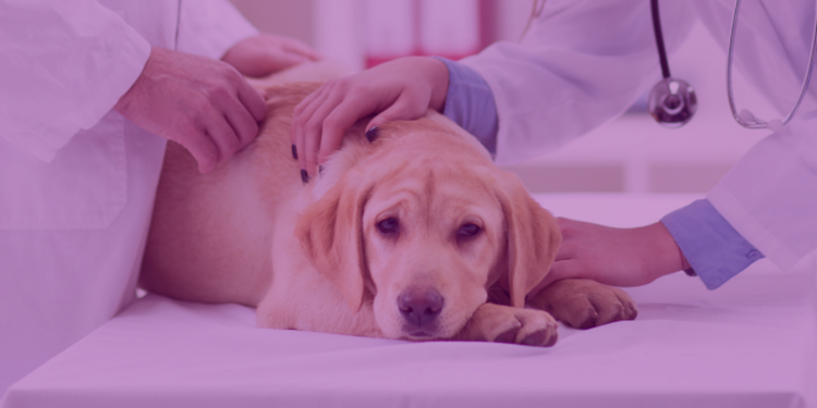 In-home pet euthanasia without aftercare in Phoenix