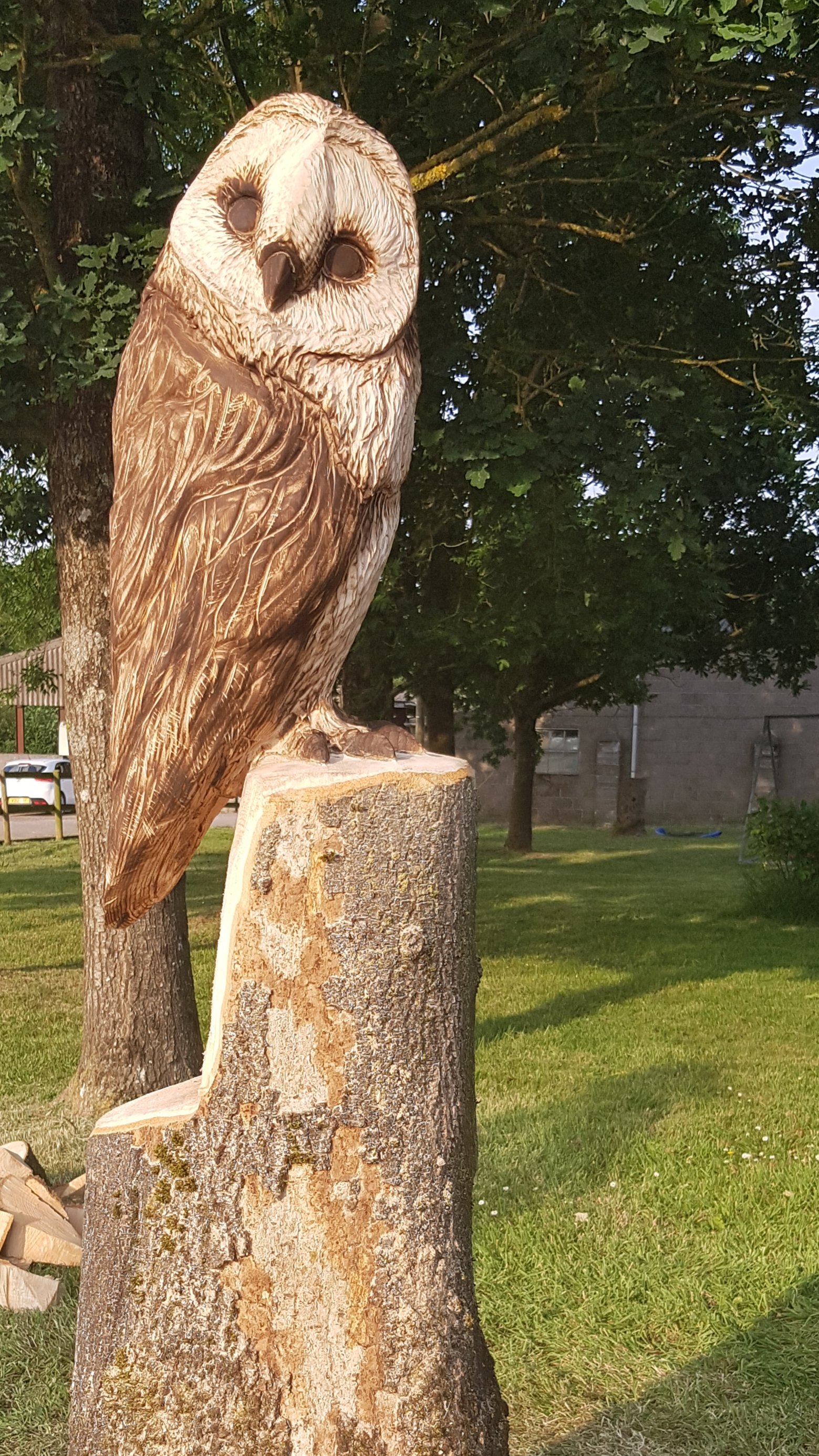 Ash tree. Barn owl. Shepton Mallet.
