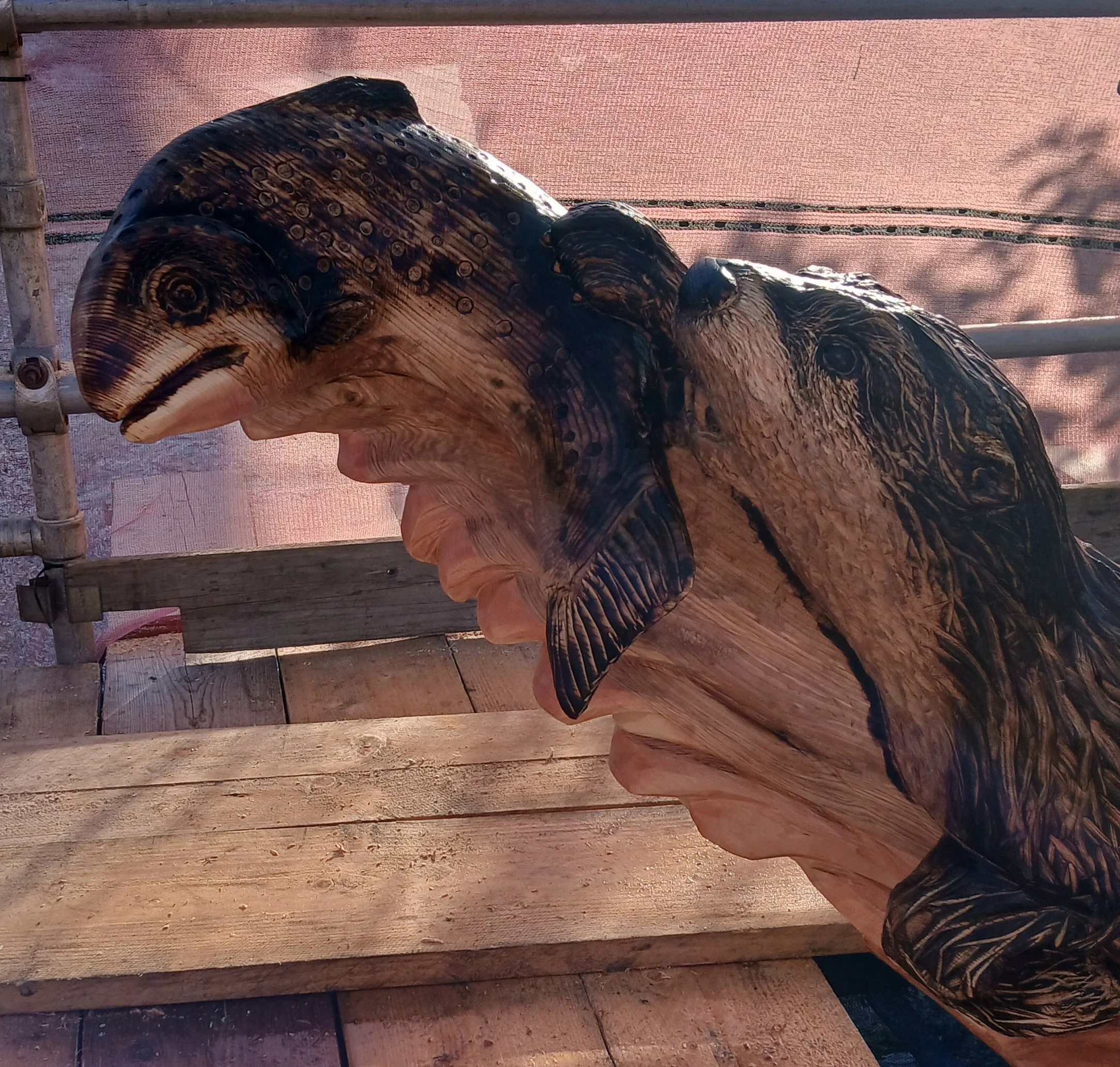 Otter catching trout, ash stump over river