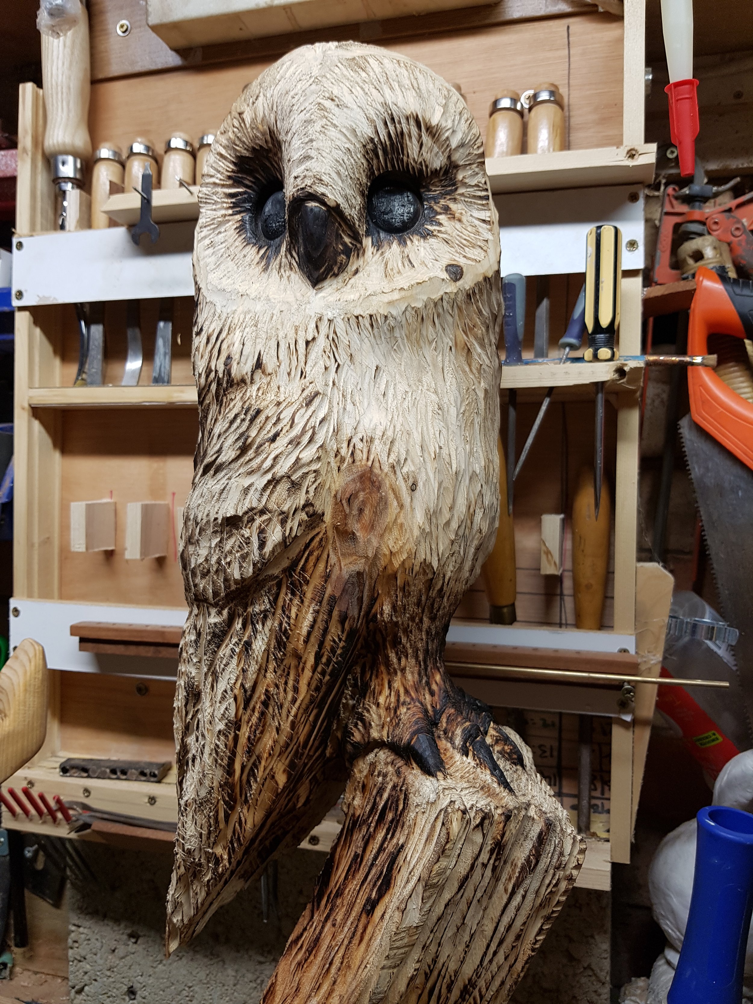 Barn owl, pine
