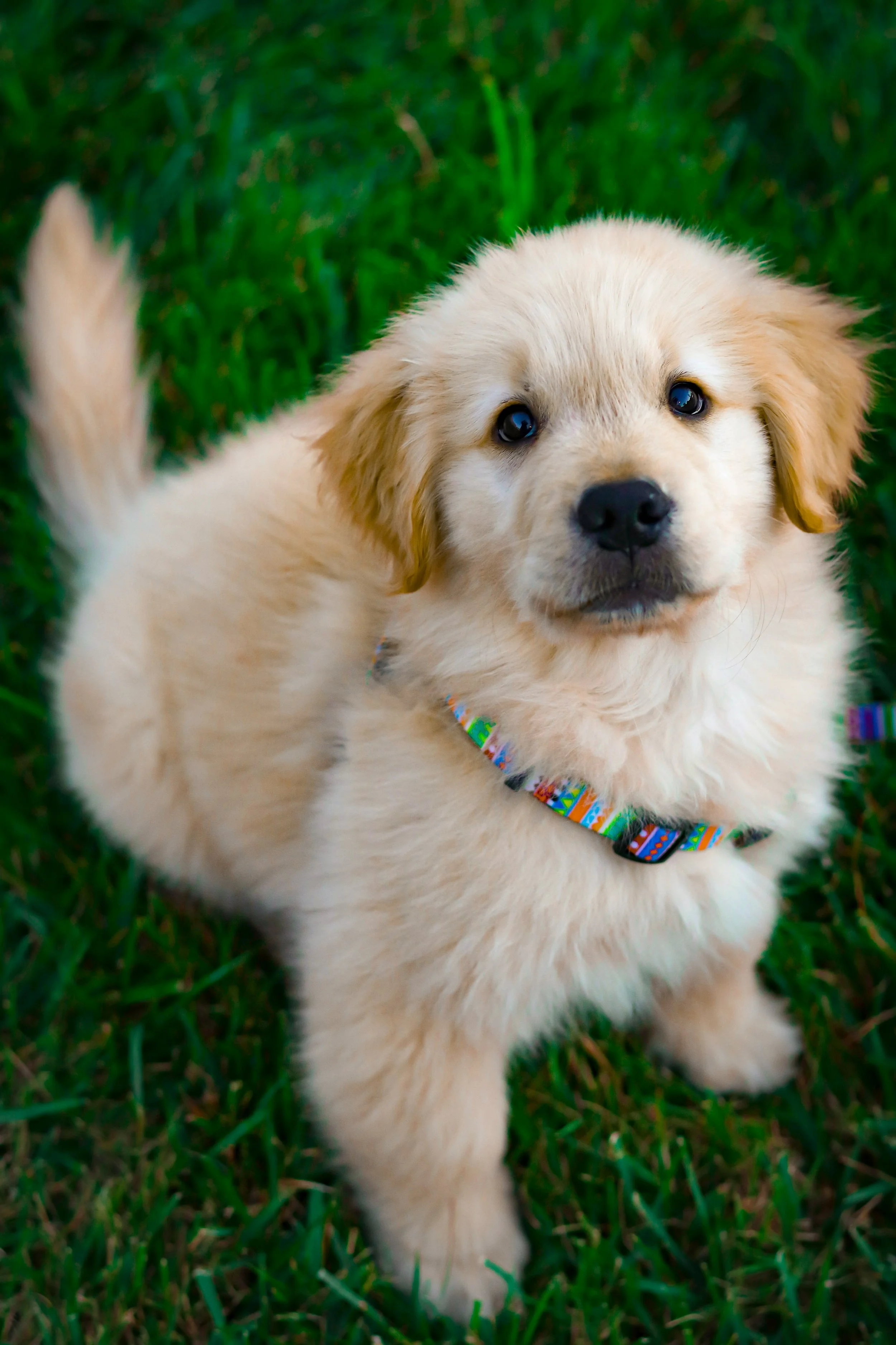 PUPPY PROGRAM