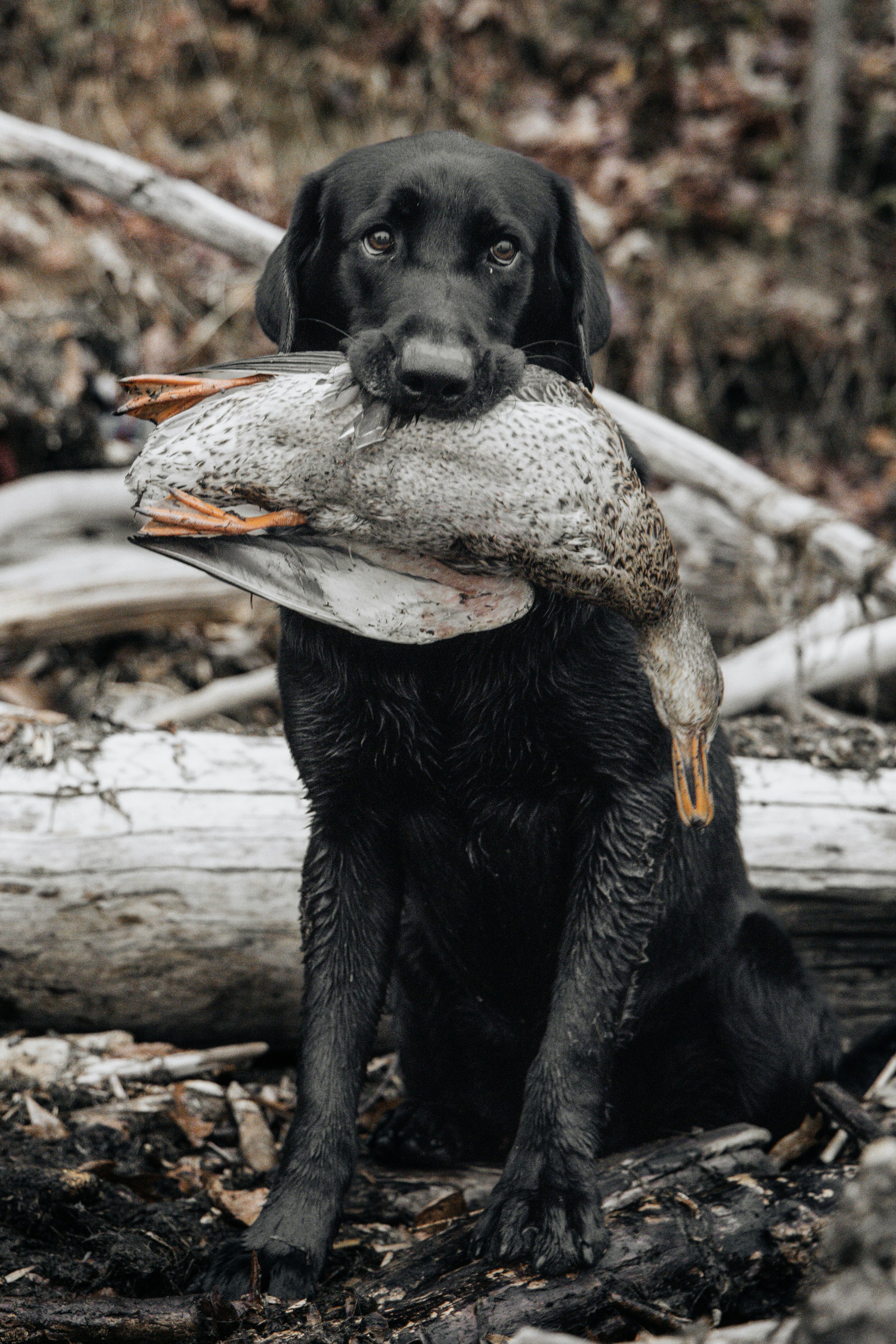 RETRIEVER TRAINING