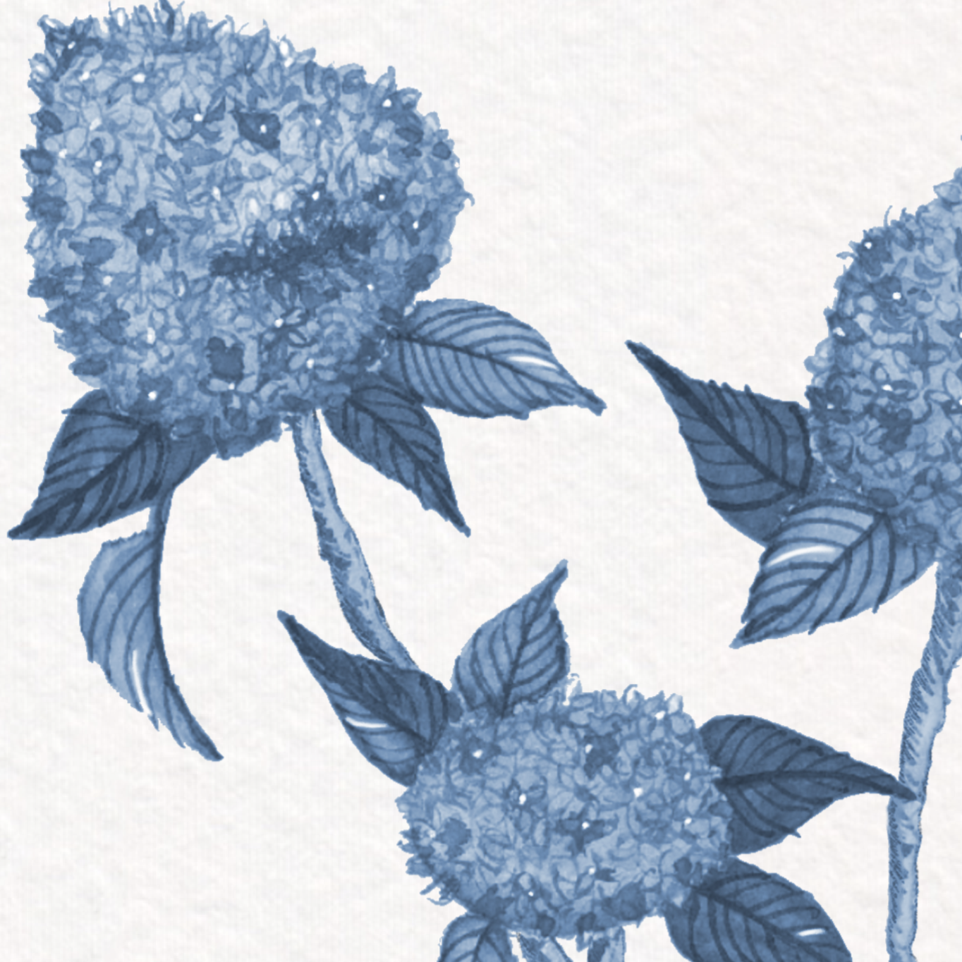Blue hydrangea botanical print