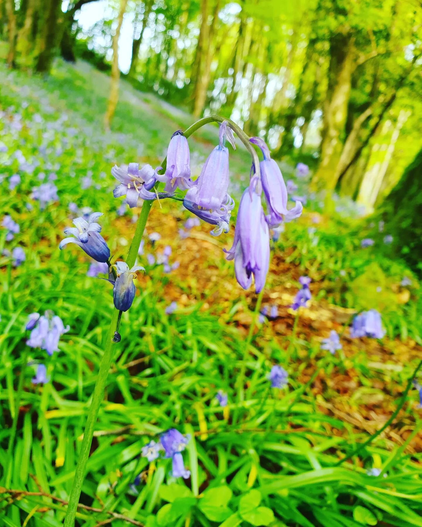 Following the path into Nature today the children have spent the morning, listening to the natural world around them, how lucky we are to have such a beautiful place to grow 💜 #eyfsoutdoors #earlyyearsmatters #eyfsforestschool #constantinepreschool