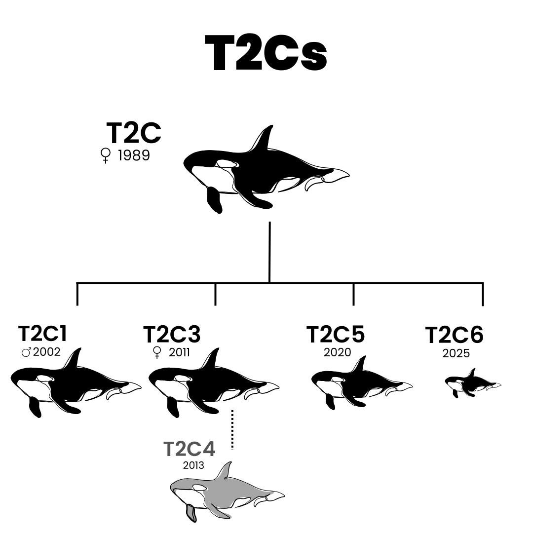 Transient Killer Whales — Orca Conservancy