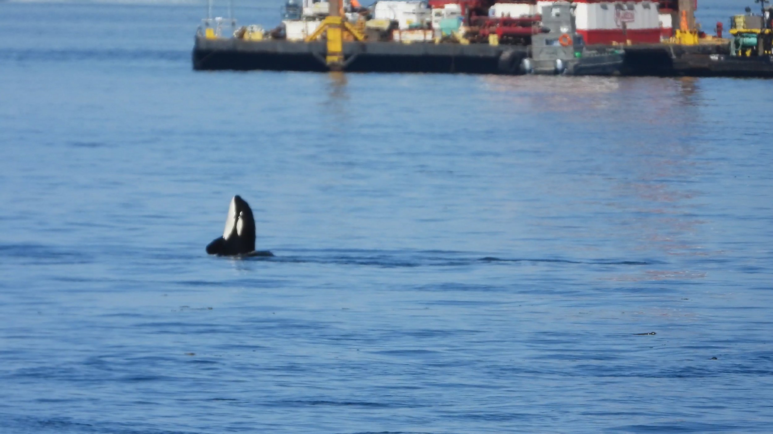 Transient orca in front of crane