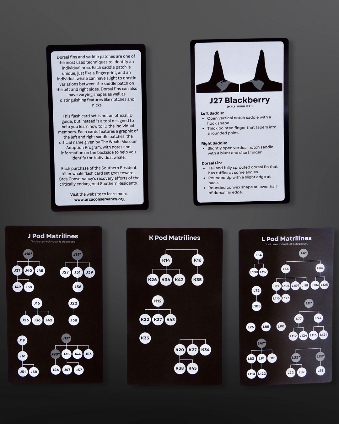 J, K, & L Pod Flashcard Bundle 2025 Version — Orca Conservancy