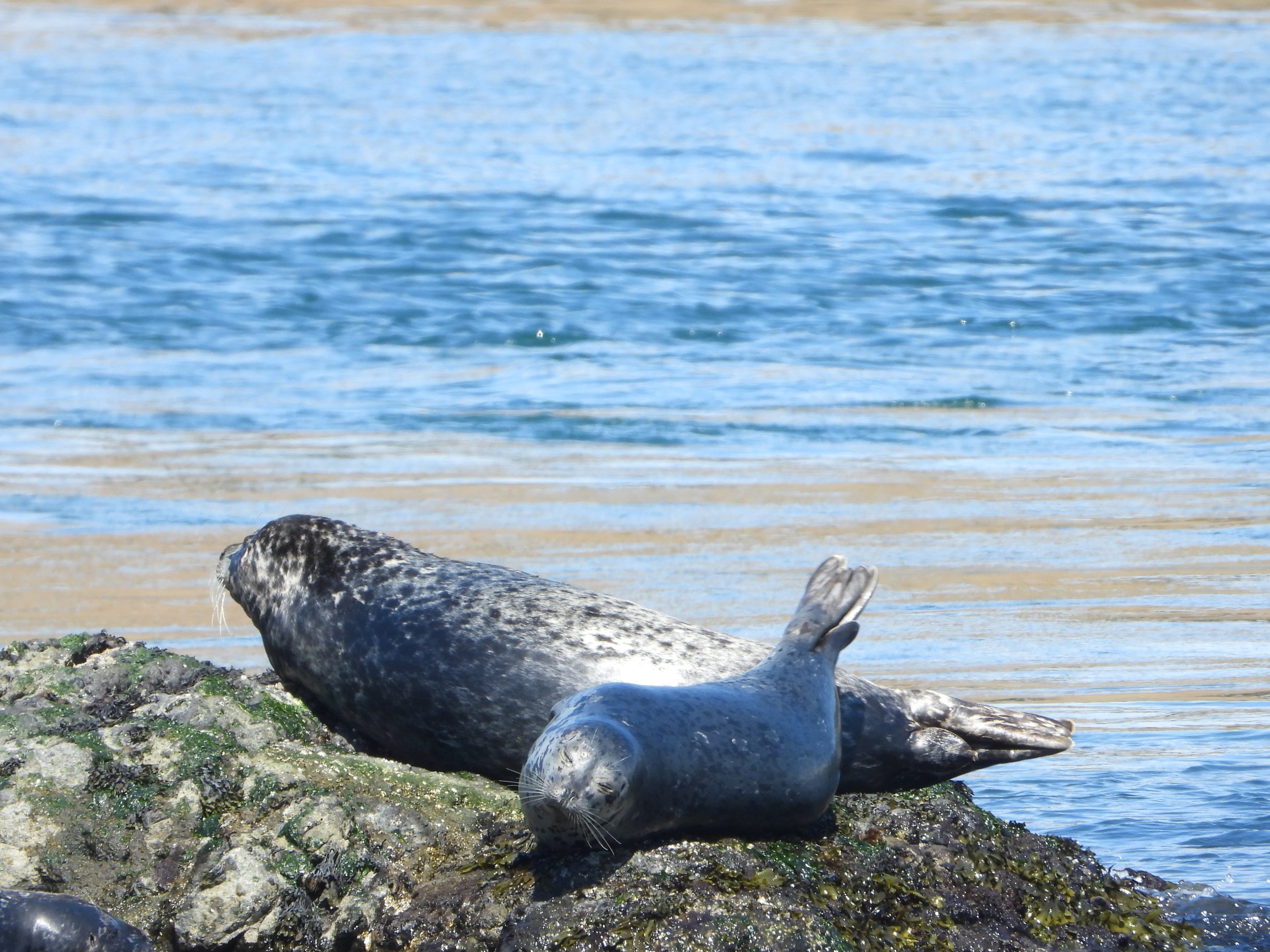 Harbor Seals