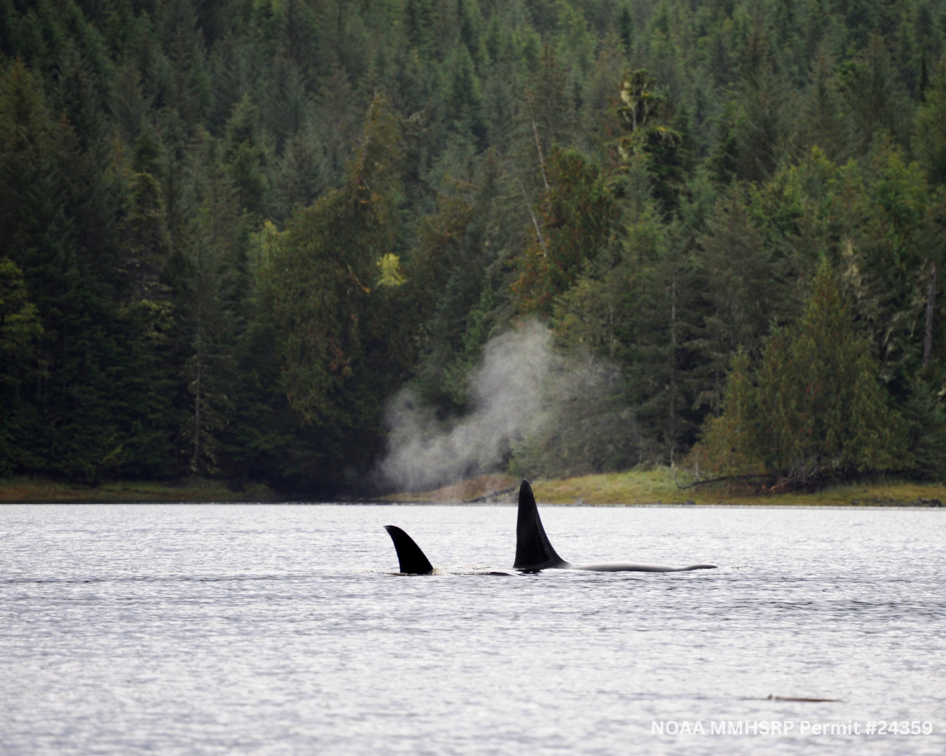 Two Orcas Freed from Barnes Lake — Orca Conservancy