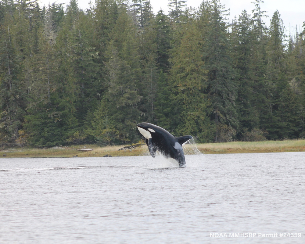 T049A2 Breaching