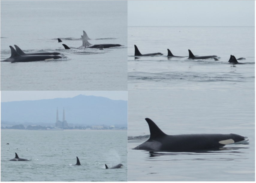 Protecting Southern Residents: Orca Conservancy’s Petition to List SRKWs as Endangered in California