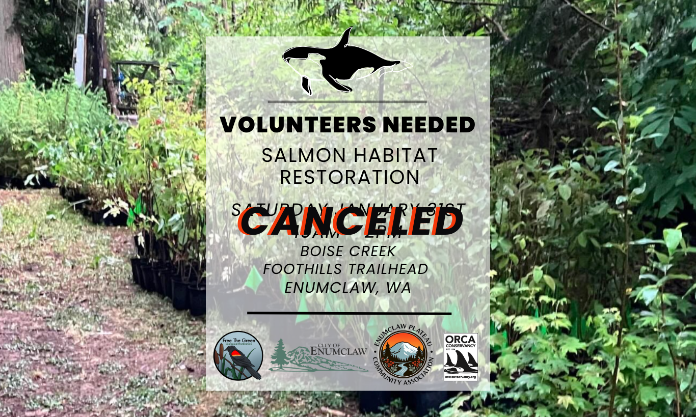 Boise Creek | Foothills Trailhead Salmon Restoration Event