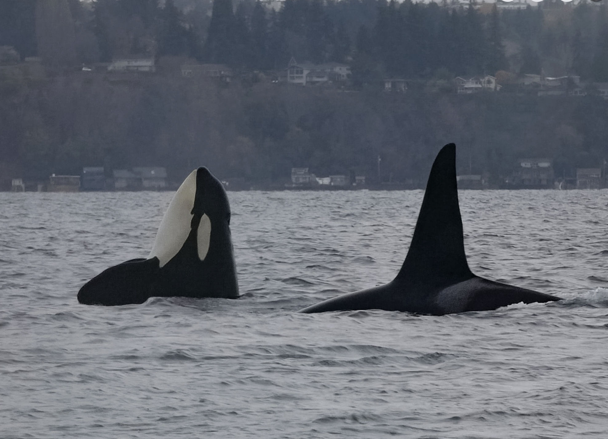 OC Comments on Proposal to Revise Regulations for Section 4 of the ESA of 1973: Listing Endangered and Threatened Species &amp; Designating Critical Habitat