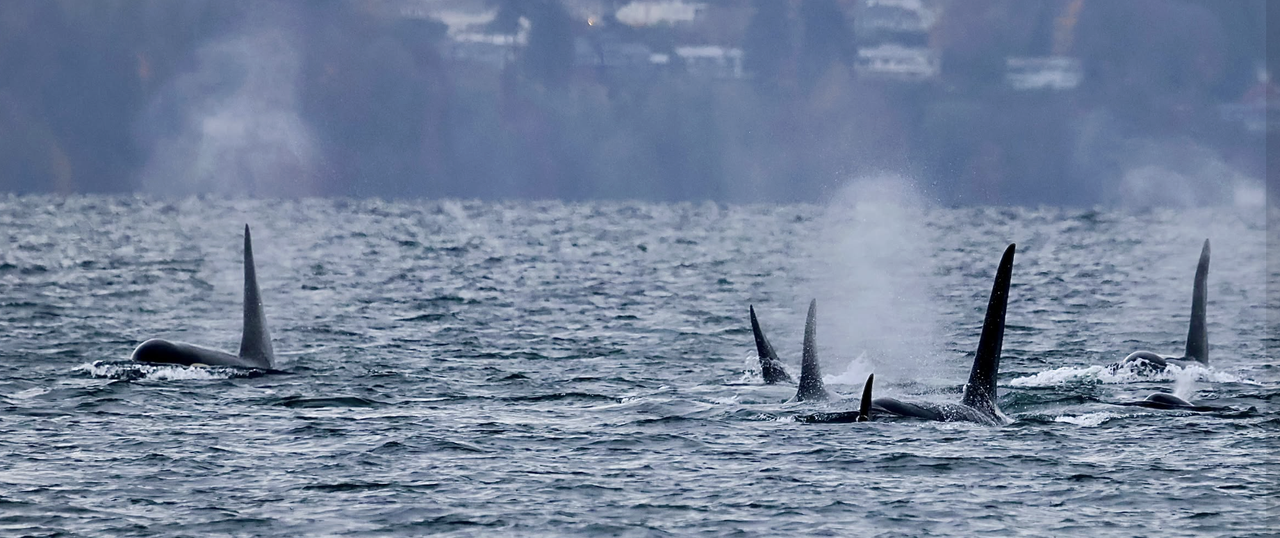 OC Comments on Removal of the “Blanket Rule” under ESA Section 4(d) &amp; Implications for Southern Resident Killer Whales &amp; Salmon