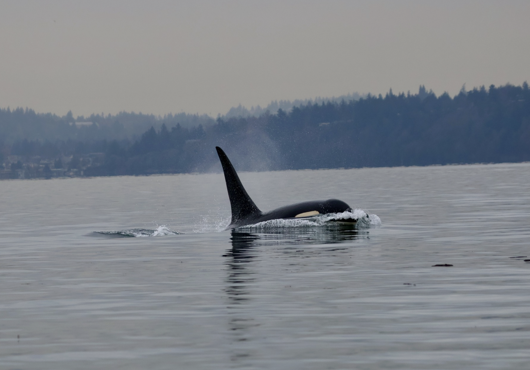 OC Comments to Revise Portions of the Regulations Implementing Section 7 of the Endangered Species Act of 1973, as Amended (ESA)