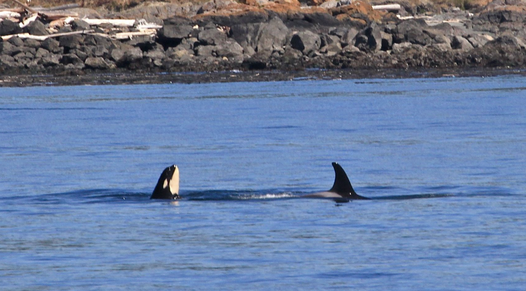 OC Comments on Proposed Revisions to Regulations Implementing ESA Section 4(b)(2) | Critical Habitat Exclusion Analyses &amp; Implications for SRKWs and Salmon