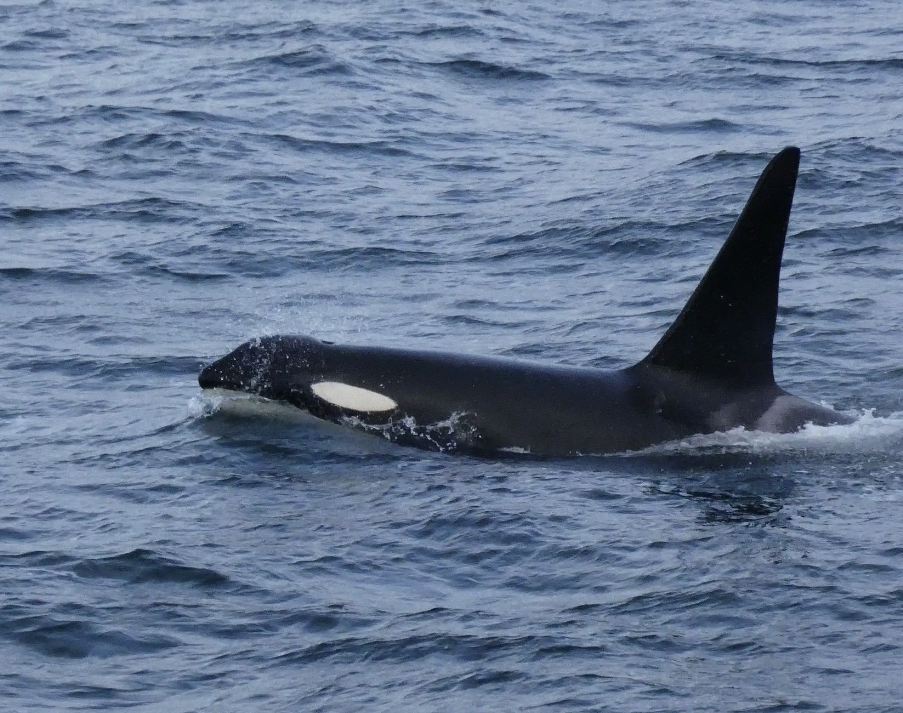 OC Comments on Northwest Training &amp; Testing (NWTT) Supplemental Environmental Impact Statement (SEIS) | Overseas EIS (OEIS)