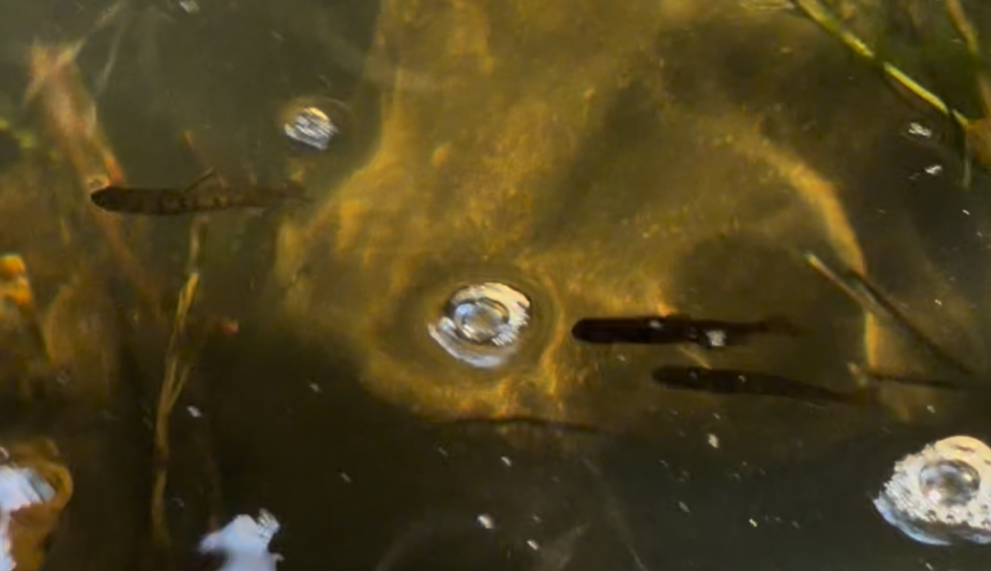 Orca Conservancy Berrydale Salmon Restoration Site | Update #2