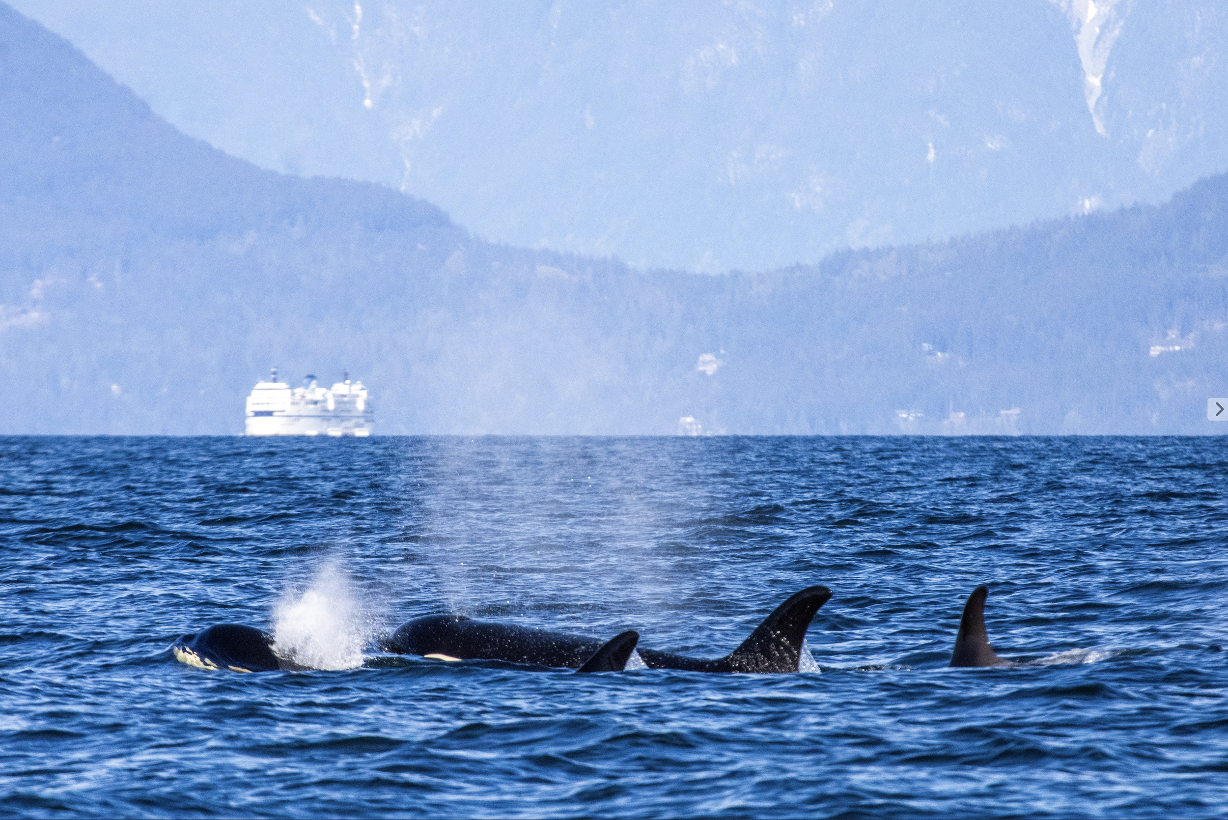 ACTION ALERT: Support Increased Vessel Protections for SRKWs in Canadian Waters