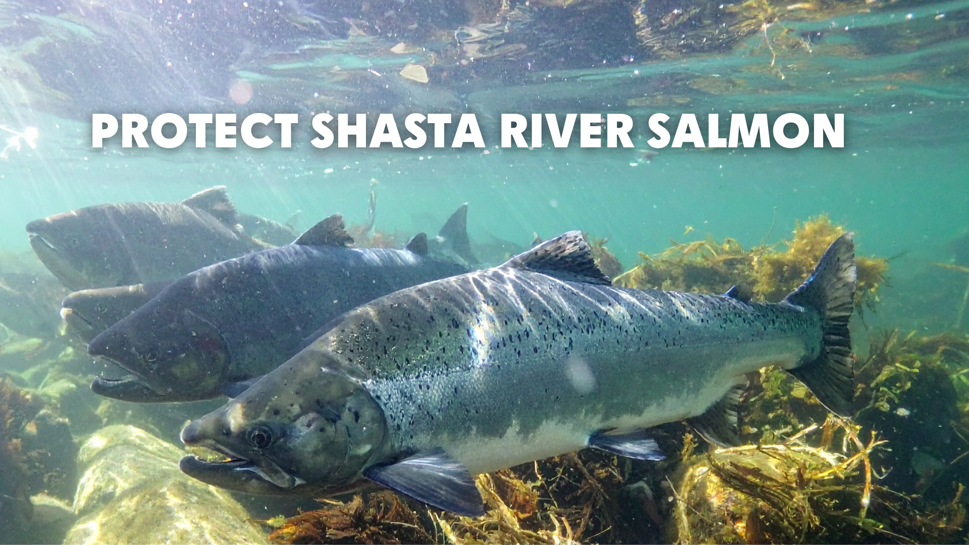 ACTION ALERT: Protect Shasta River Salmon 