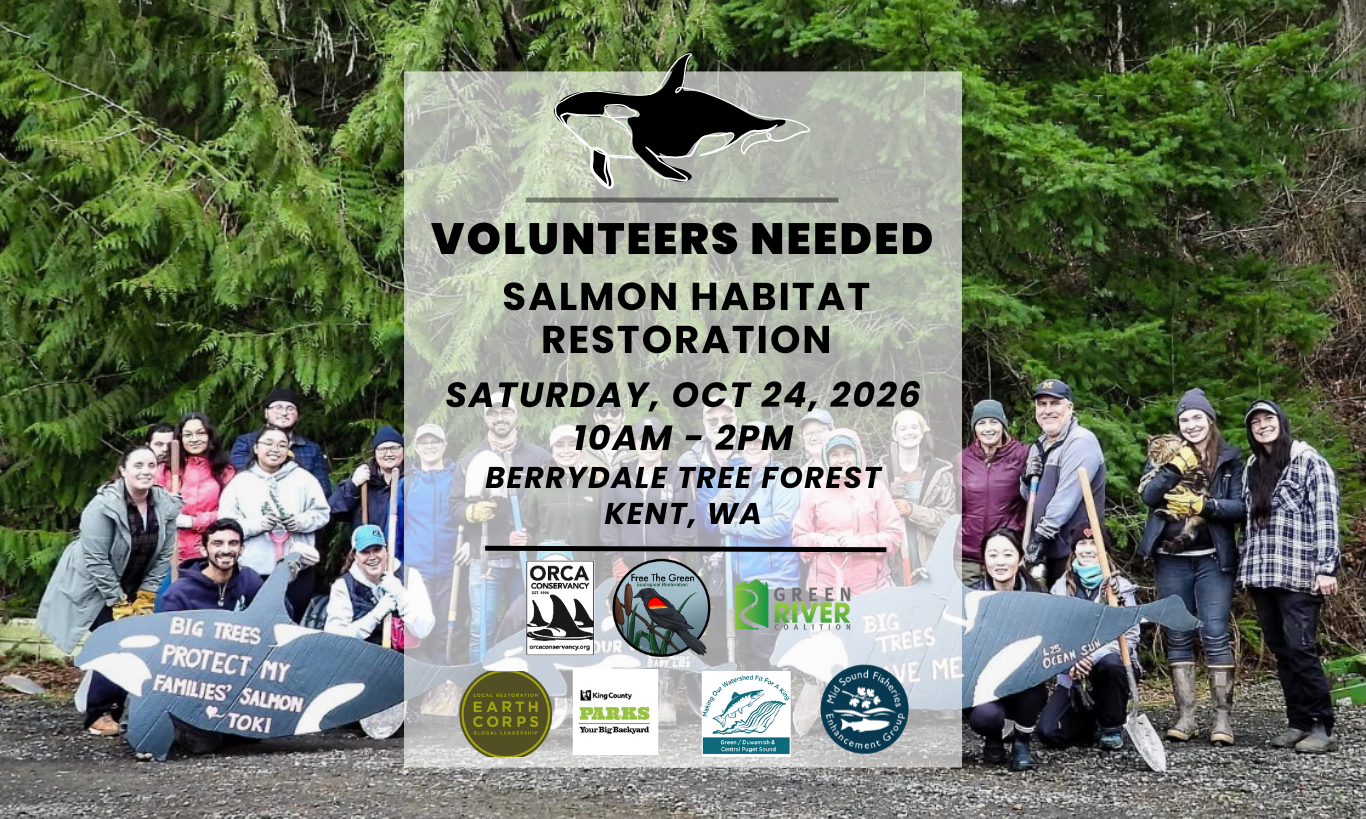 Berrydale Tree Forest Salmon Restoration Event