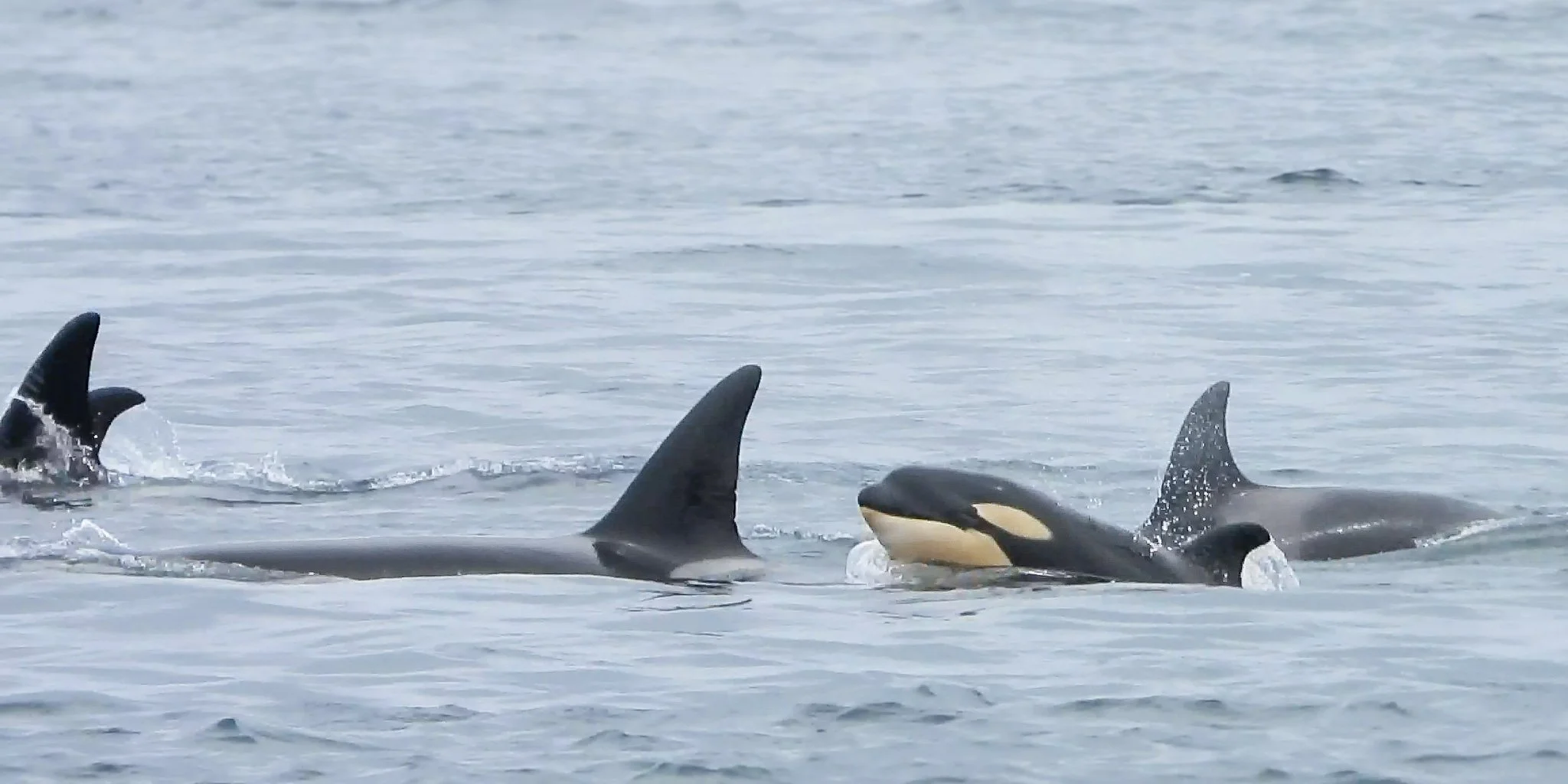 T124A4 with T124A1A and T124A4A