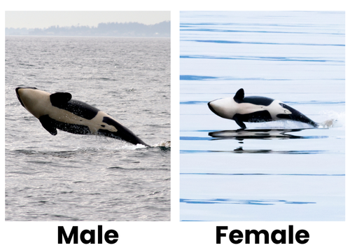 Learn — Orca Conservancy