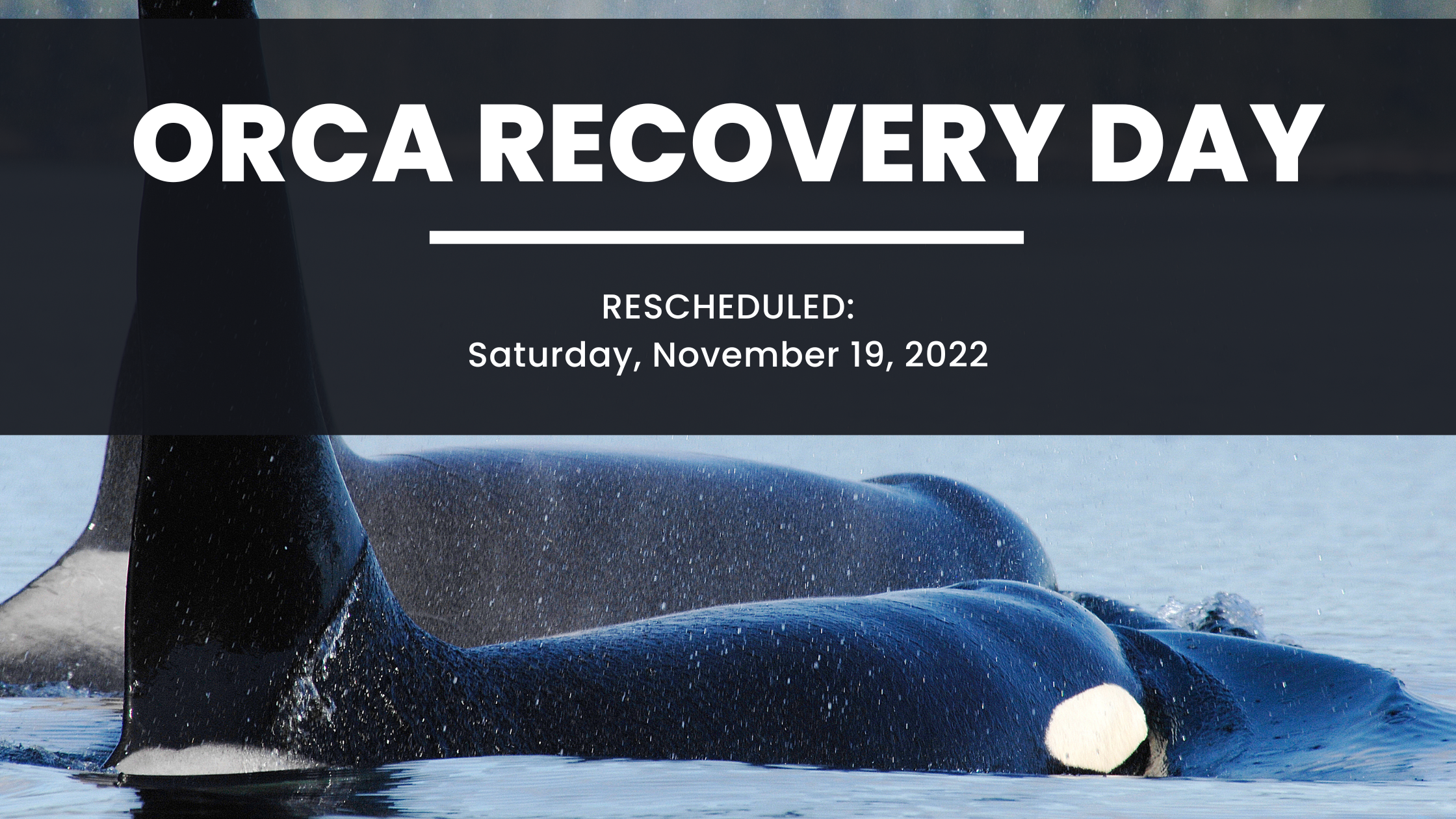Orca Recovery Day 2022 — Orca Conservancy