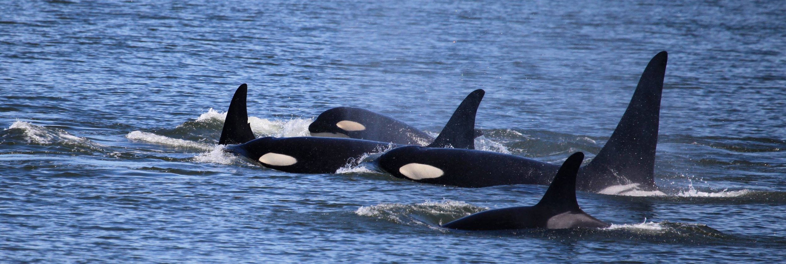 Another baby orca born to J pod — the second this month