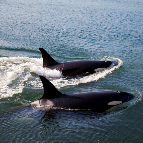 orca-conservancy