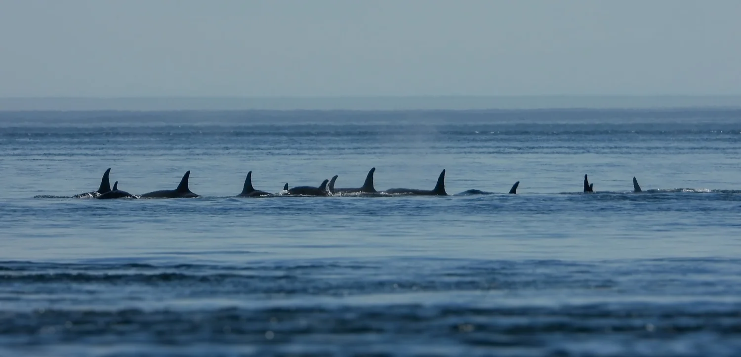 Conservation Policies — Orca Conservancy
