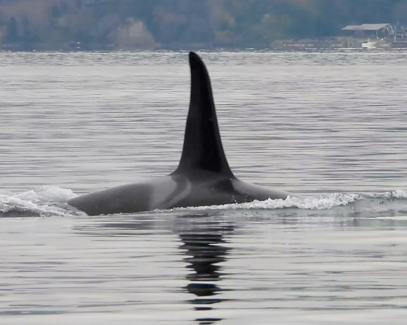 Another baby orca born to J pod — the second this month