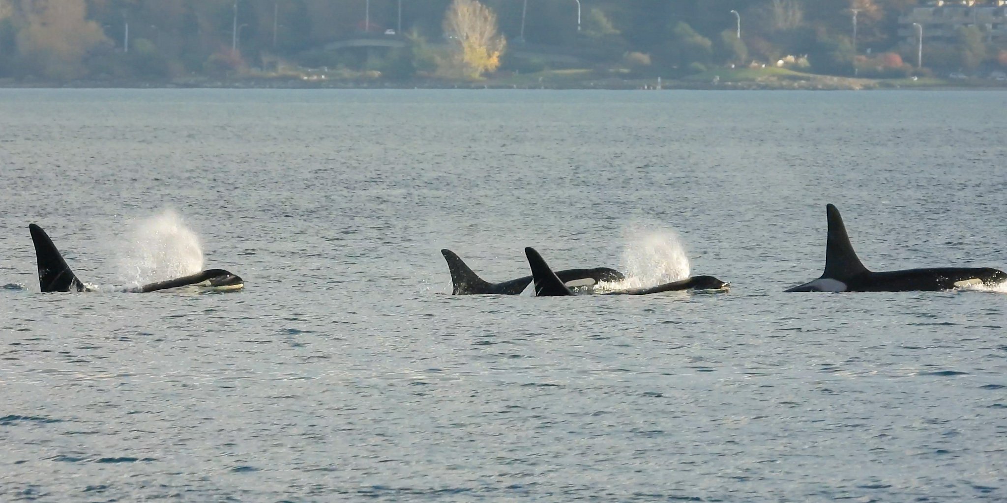 ACTION ALERT: Protect the Endangered Species Act