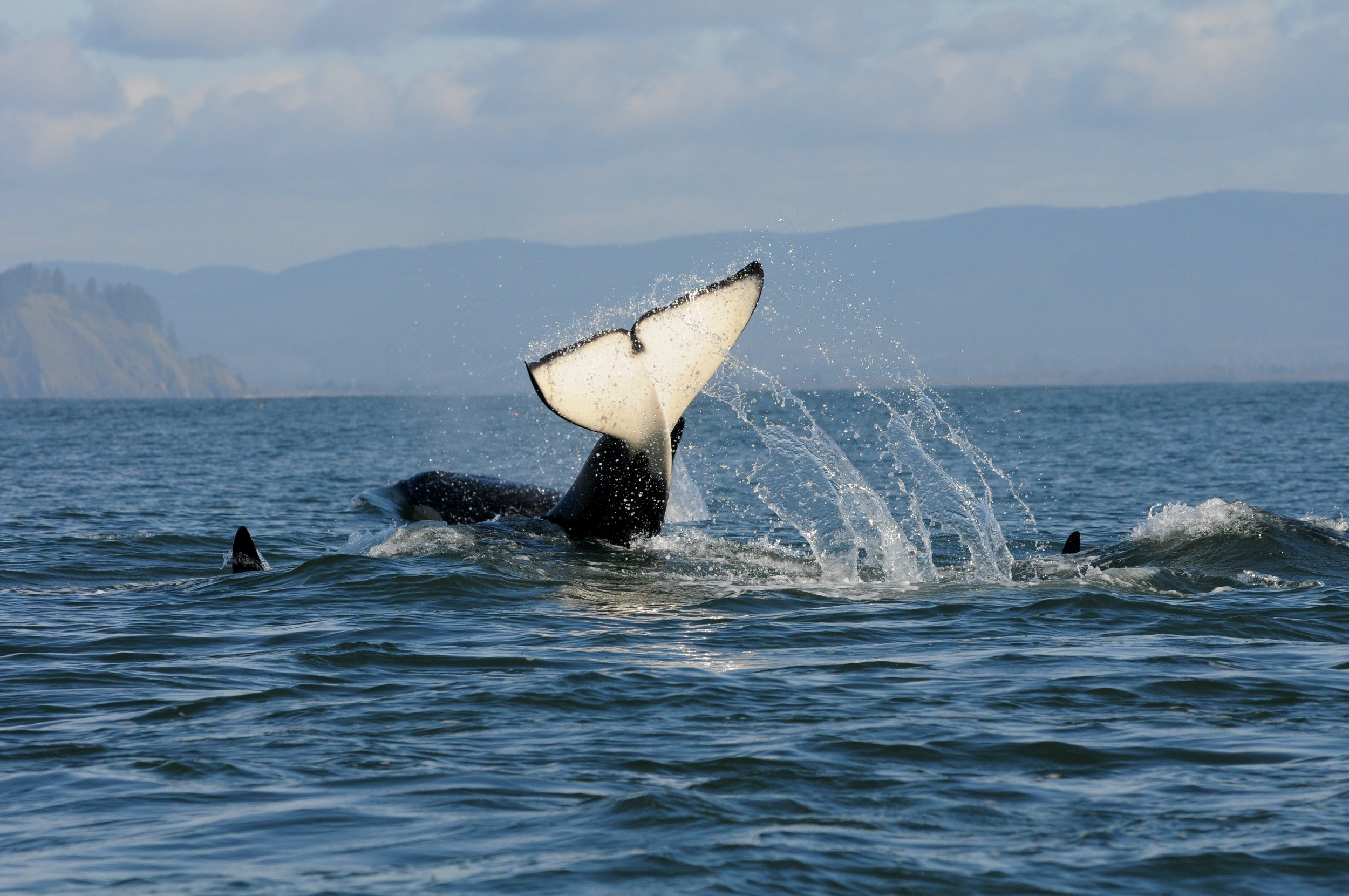 Tumbler: Jumping Orca