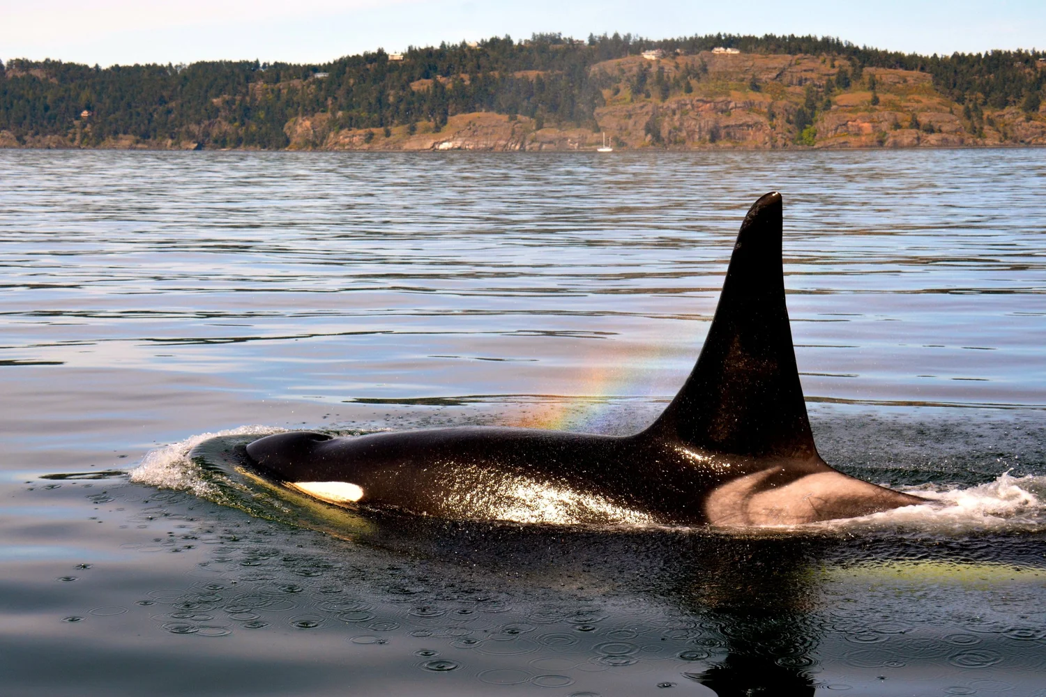 Orca Pendleton Initiatives — Orca Conservancy