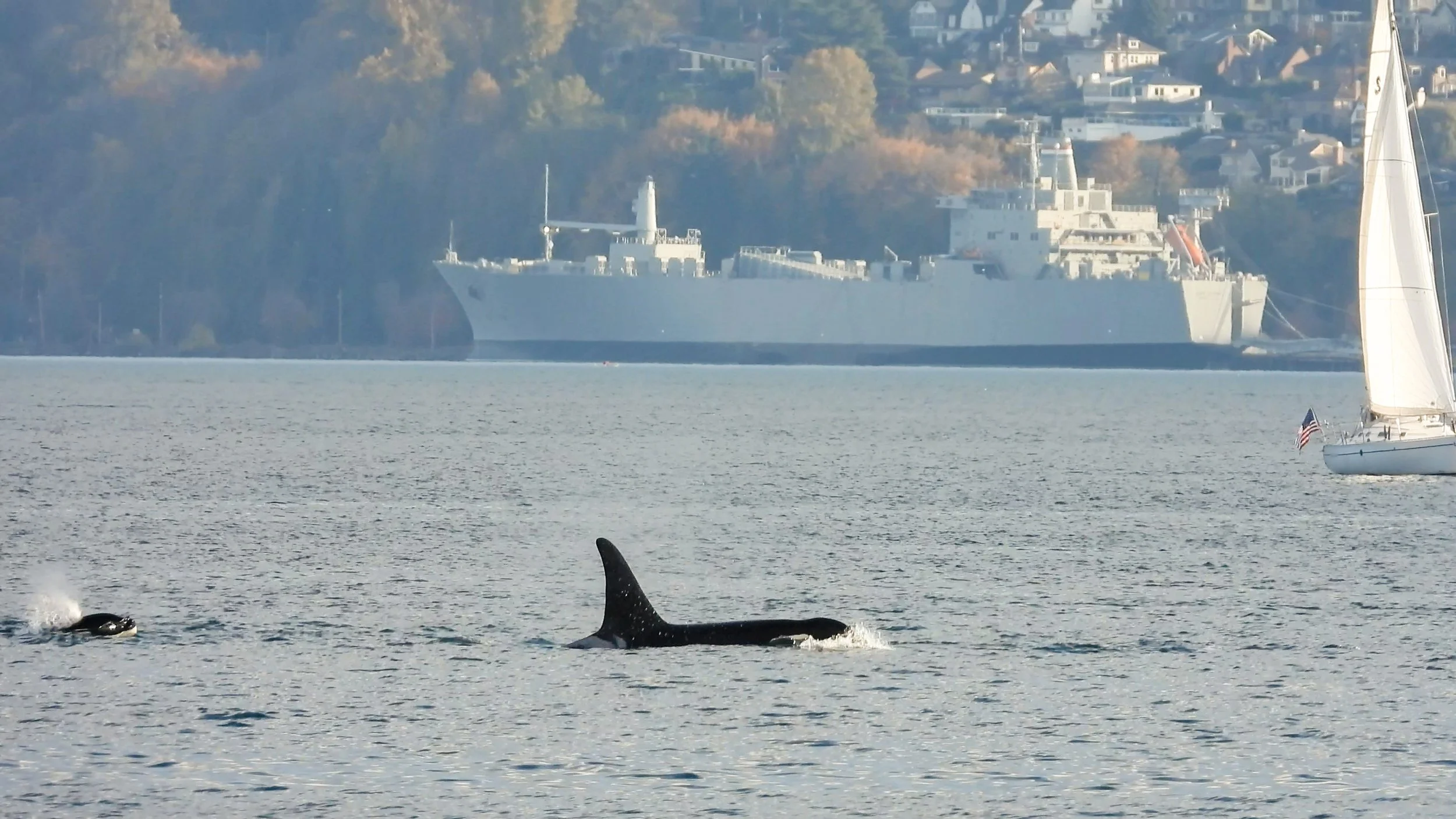 ACTION ALERT: Submit a Public Comment Supporting Science-Based Protections for Orcas in Military Testing Sites
