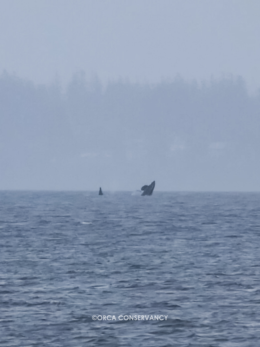 Members of L Pod exiting Penn Cove on 11/3/24
