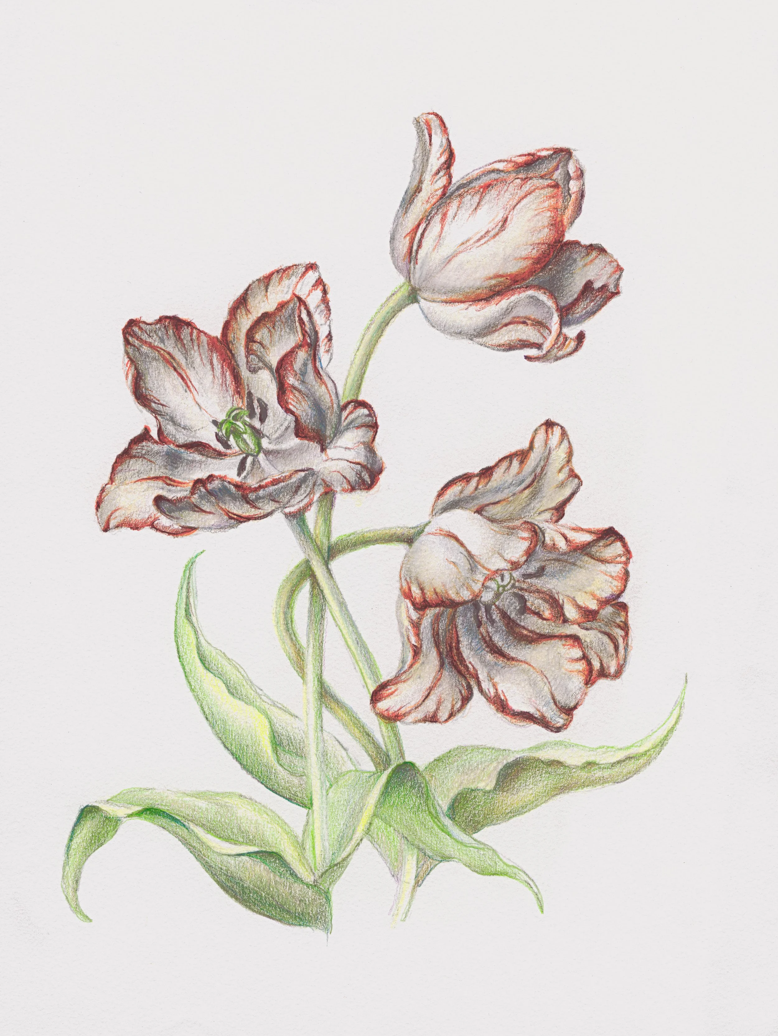 Summer Collection Prints