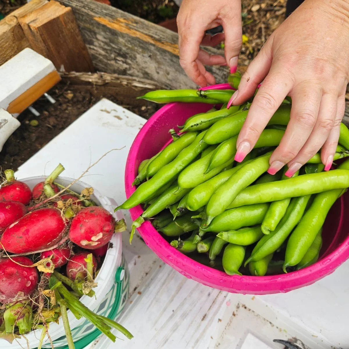 Kitchen garden update! 

The rain has been gratefully received after last weeks hot spell and we are harvesting the first produce! Very exciting.

Trainee, Danny, has had strimmer training and is enjoying maintaining our plot.

Wee update of the plot