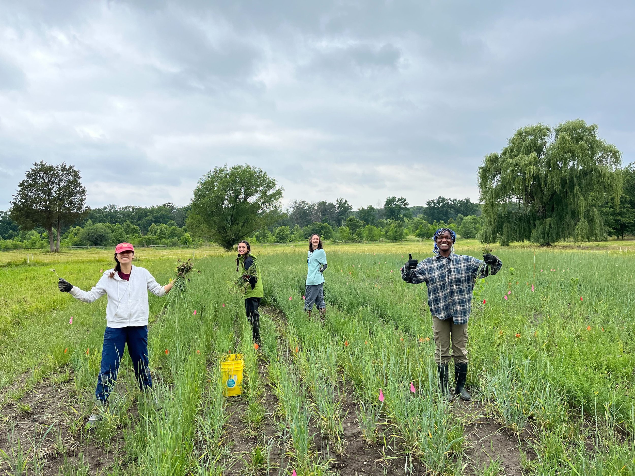  Summer interns weeding a field site 