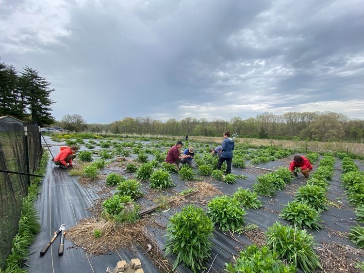  Researchers at the Project 1.1  Silphium integrifolium   plot. 