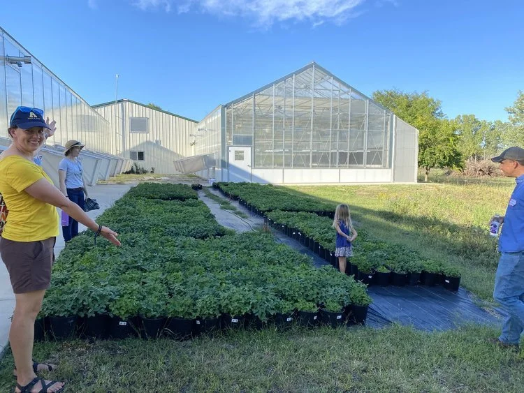  Kura clover at The Land Institute before transplanting. 
