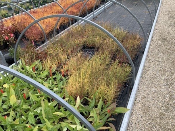  Project species  Dalea purpurea, Schyzachyrium scoparium, and Silphium integrifolium  prior to transplanting.  