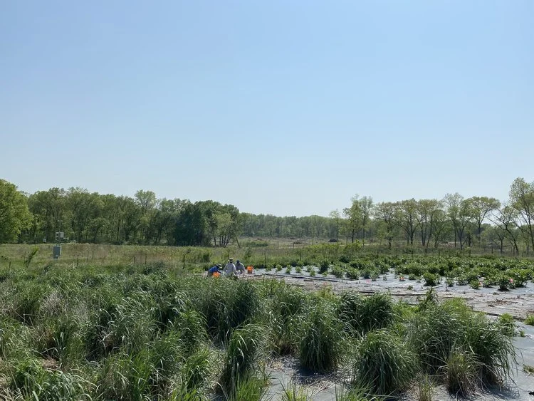   Tripsacum dactyloides  being planted at the Danforth field site.  