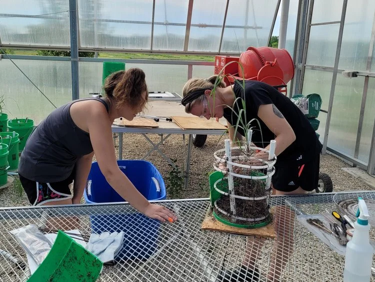 Growing plants in cages to learn more about their root structure 