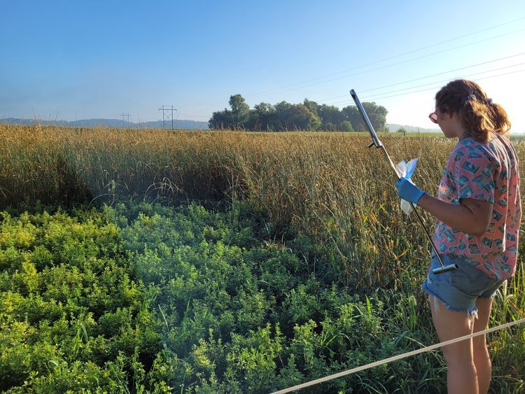  Soil coring in the alfalfa plot 