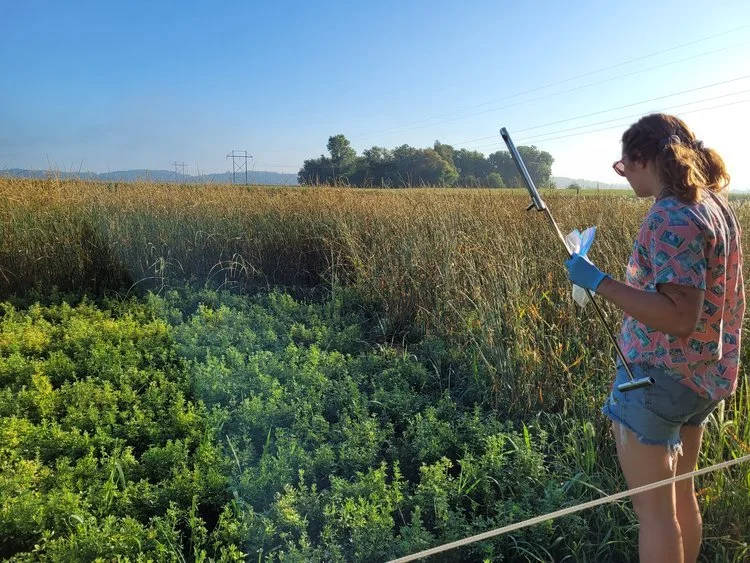  Soil coring in the alfalfa plot 